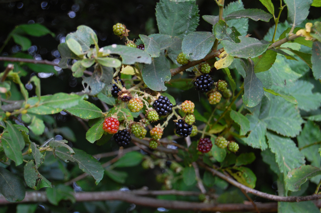 Bramble Medicine | Whispering Earth