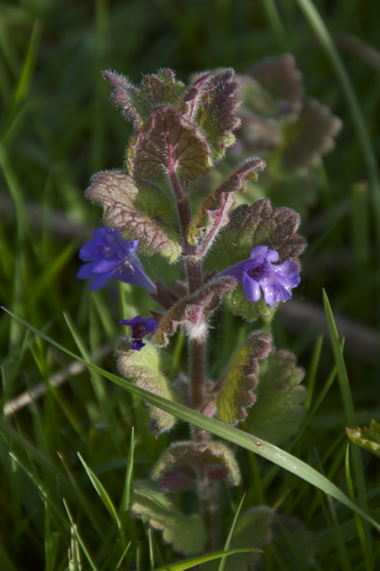 Ground ivy
