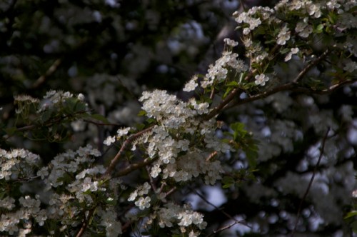 Hawthorn blossom