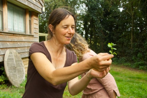 Anna talks about chickweed.