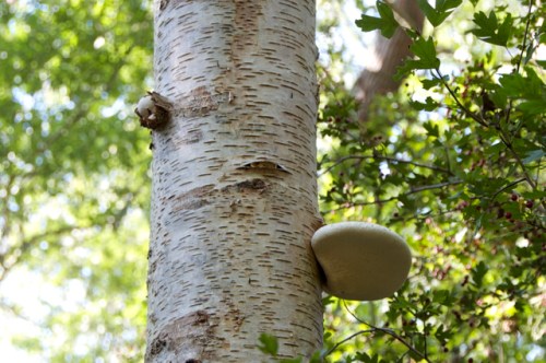 Newly erupting fruiting body in the top left and more mature specimen in the bottom right.