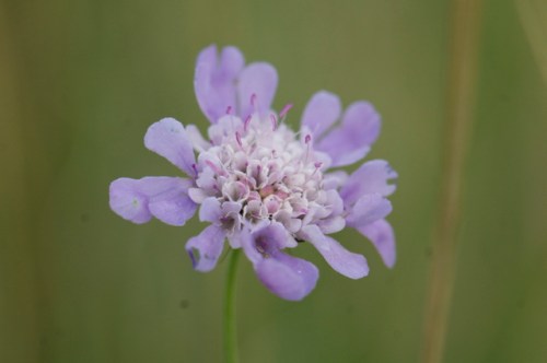 Small Scabious
